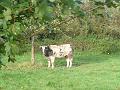 Wandeling 22-10-2017 (20)